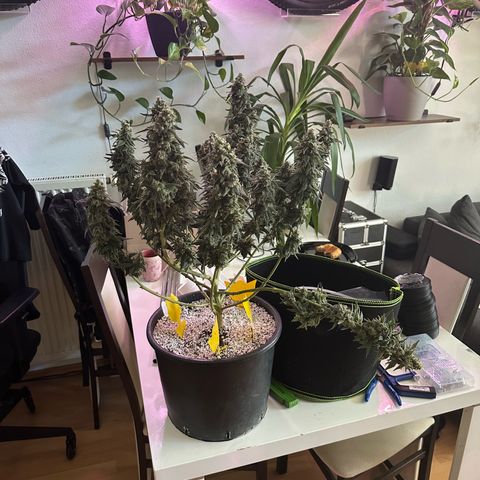 Sweet ZZ growlog timeline photo
