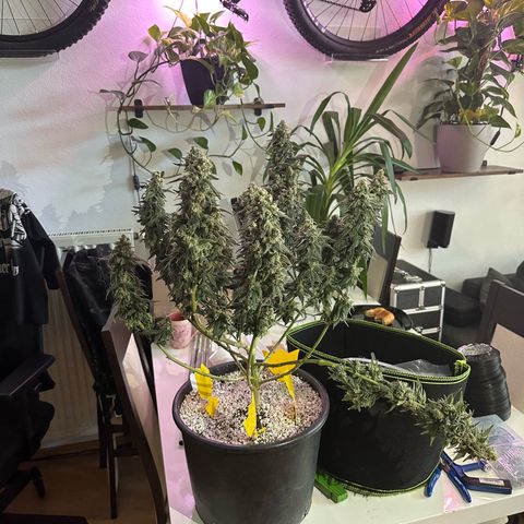 Sweet ZZ growlog timeline photo