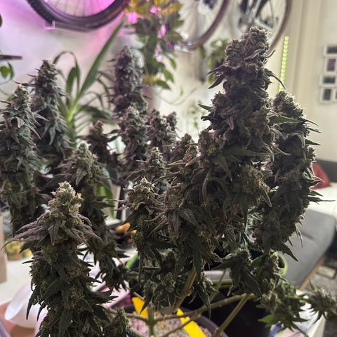 Sweet ZZ growlog timeline photo