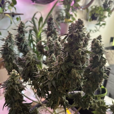 Sweet ZZ growlog timeline photo