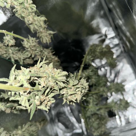 Sweet ZZ growlog timeline photo