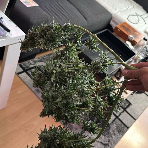 Sweet ZZ growlog timeline photo