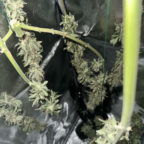 Sweet ZZ growlog timeline photo
