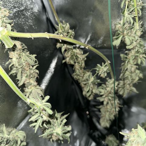 Sweet ZZ growlog timeline photo