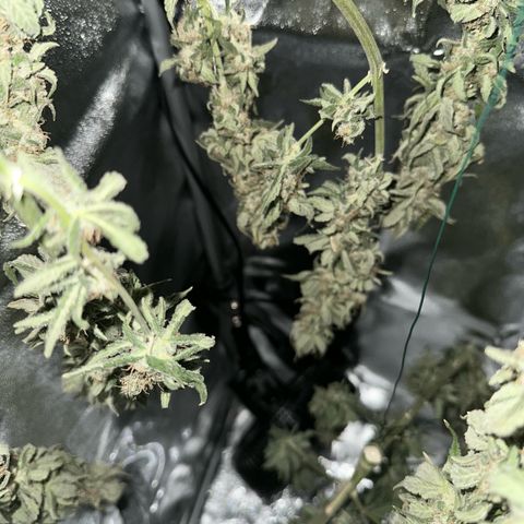 Sweet ZZ growlog timeline photo
