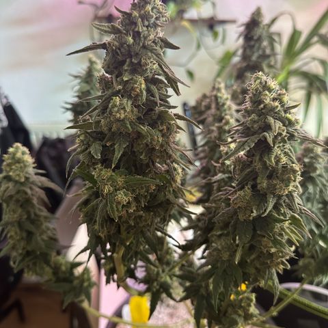 Sweet ZZ growlog timeline photo