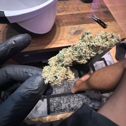 Sweet ZZ growlog timeline photo