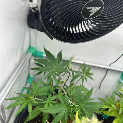 Sweet ZZ growlog timeline photo