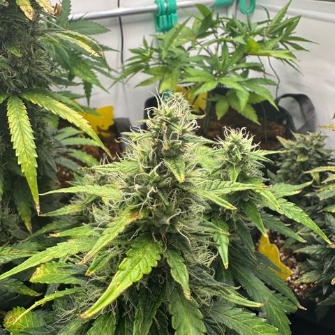 Sweet ZZ growlog timeline photo