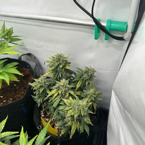 Sweet ZZ growlog timeline photo