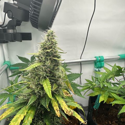 Sweet ZZ growlog timeline photo