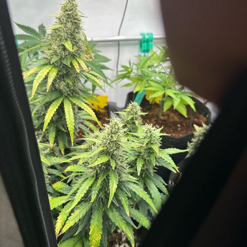 Sweet ZZ growlog timeline photo