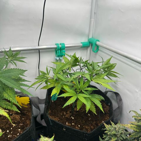 Sweet ZZ growlog timeline photo