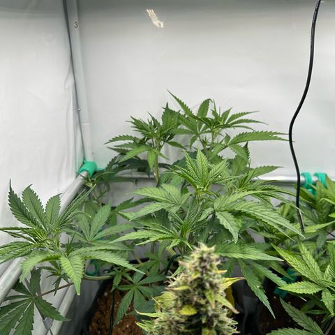 Sweet ZZ growlog timeline photo