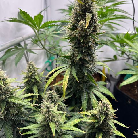 Sweet ZZ growlog timeline photo