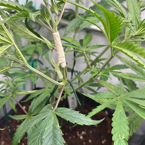 Sweet ZZ growlog timeline photo