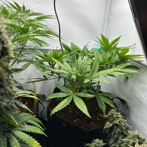 Sweet ZZ growlog timeline photo