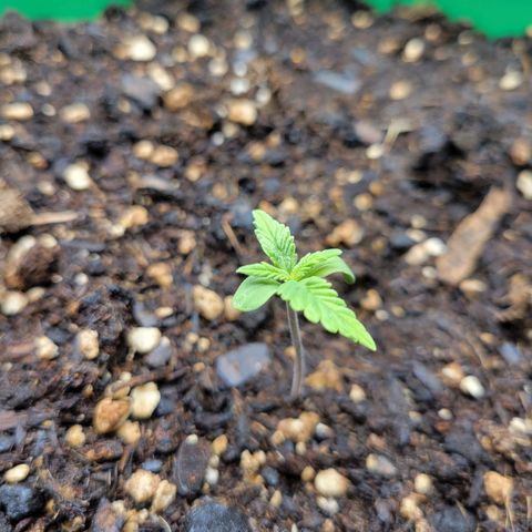 Gorilla Glue Fem - AC Infinity 5x5 growlog photo: 2 sets of leaves