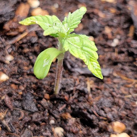 Gorilla Glue Fem - AC Infinity 5x5 growlog photo: Watered today
