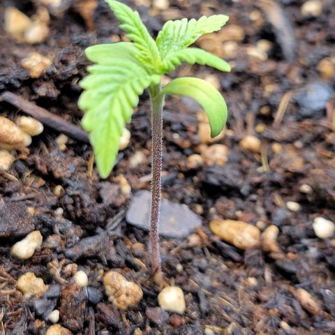 Gorilla Glue Fem - AC Infinity 5x5 growlog timeline photo