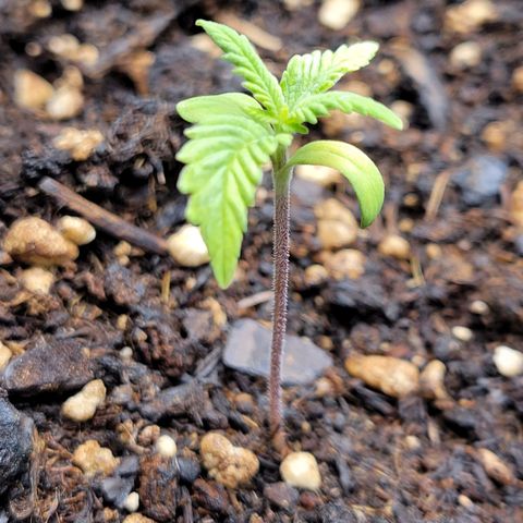 Gorilla Glue Fem - AC Infinity 5x5 growlog photo: Looking good so far!