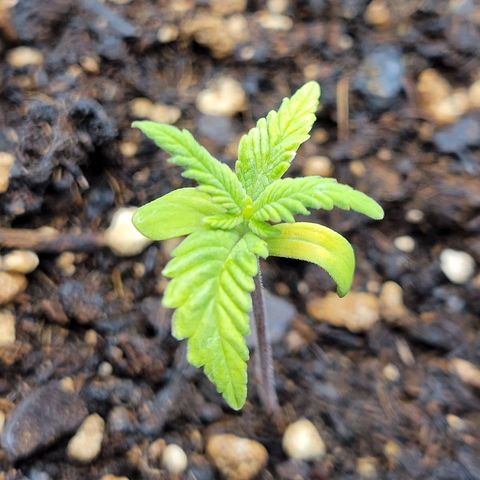Gorilla Glue Fem - AC Infinity 5x5 growlog photo: Seedlings are coming along...
