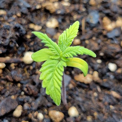Gorilla Glue Fem - AC Infinity 5x5 growlog photo: Seedlings are coming along...