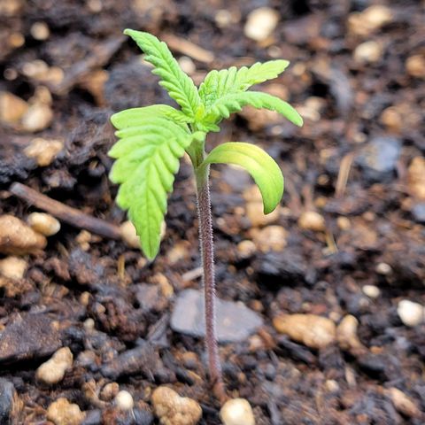 Gorilla Glue Fem - AC Infinity 5x5 growlog photo: Seedlings are coming along...