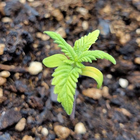 Gorilla Glue Fem - AC Infinity 5x5 growlog timeline photo