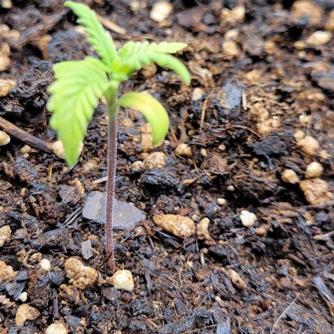 Gorilla Glue Fem - AC Infinity 5x5 growlog timeline photo