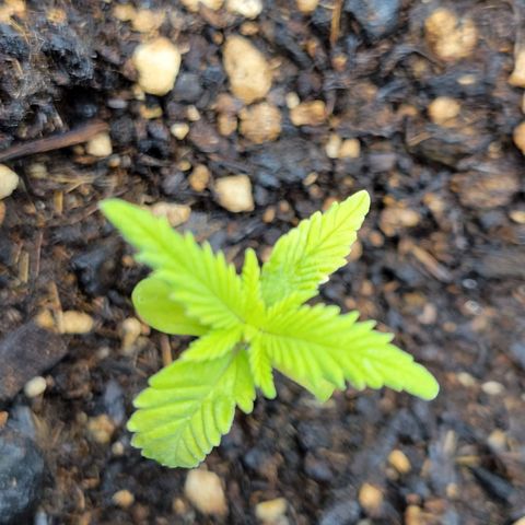Gorilla Glue Fem - AC Infinity 5x5 growlog timeline photo