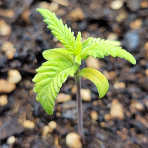 Gorilla Glue Fem - AC Infinity 5x5 growlog timeline photo