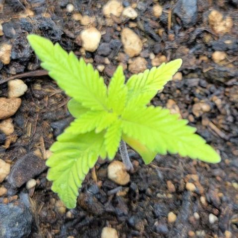 Gorilla Glue Fem - AC Infinity 5x5 growlog photo: Nice little growth overnight. 