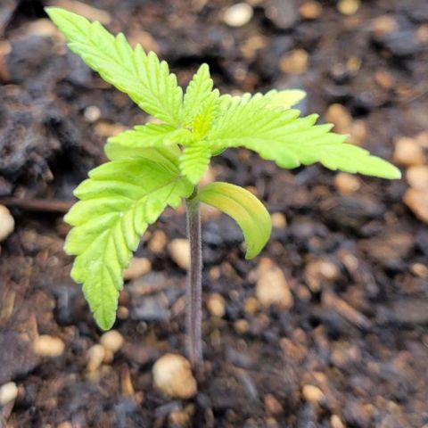 Gorilla Glue Fem - AC Infinity 5x5 growlog photo: Nice little growth overnight. 