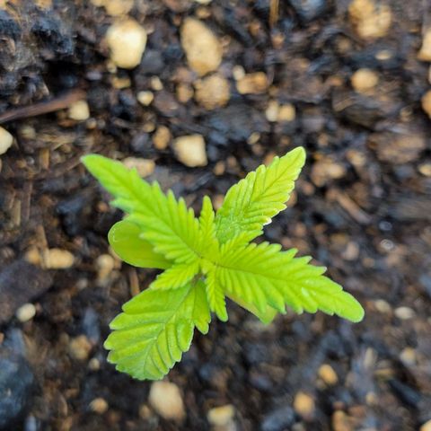 Gorilla Glue Fem - AC Infinity 5x5 growlog timeline photo