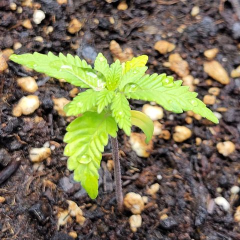 Gorilla Glue Fem - AC Infinity 5x5 growlog timeline photo