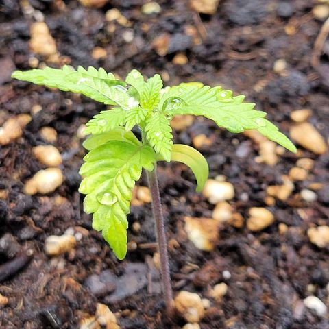 Gorilla Glue Fem - AC Infinity 5x5 growlog timeline photo