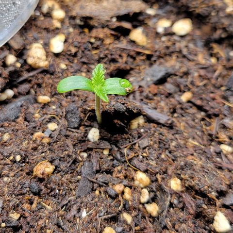 Gorilla Glue Fem - AC Infinity 5x5 growlog timeline photo
