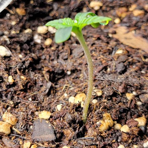 Gorilla Glue Fem - AC Infinity 5x5 growlog timeline photo