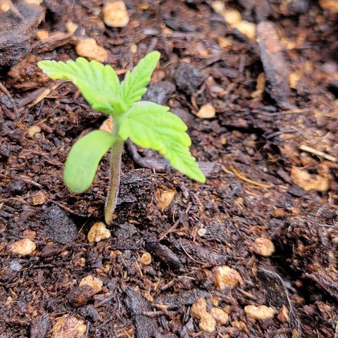 Gorilla Glue Fem - AC Infinity 5x5 growlog timeline photo