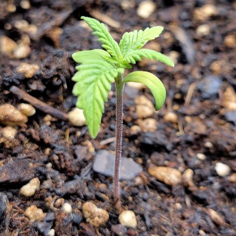 Gorilla Glue Fem - AC Infinity 5x5 growlog timeline photo
