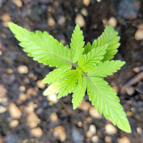 Gorilla Glue Fem - AC Infinity 5x5 growlog timeline photo