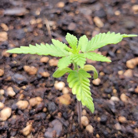 Gorilla Glue Fem - AC Infinity 5x5 growlog timeline photo