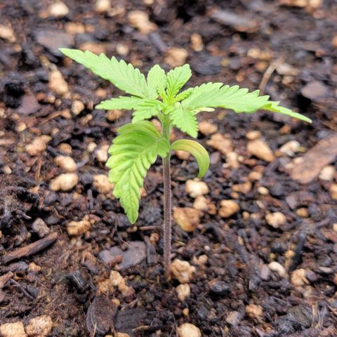 Gorilla Glue Fem - AC Infinity 5x5 growlog timeline photo
