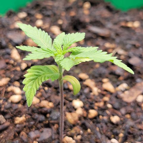 Gorilla Glue Fem - AC Infinity 5x5 growlog timeline photo