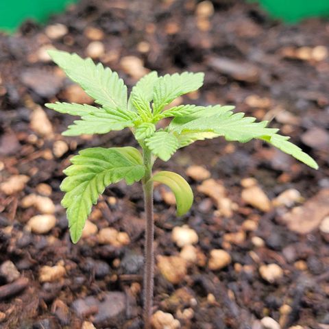 Gorilla Glue Fem - AC Infinity 5x5 growlog timeline photo