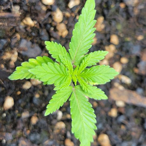 Gorilla Glue Fem - AC Infinity 5x5 growlog timeline photo