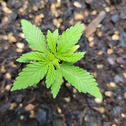 Gorilla Glue Fem - AC Infinity 5x5 growlog timeline photo