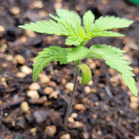 Gorilla Glue Fem - AC Infinity 5x5 growlog timeline photo