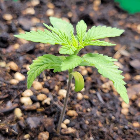 Gorilla Glue Fem - AC Infinity 5x5 growlog timeline photo